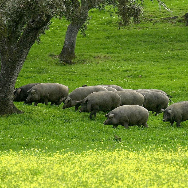 Pata Negra, Bellota